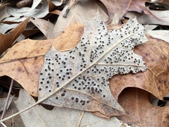 Callirhytis bipapillata