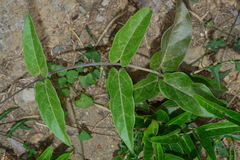 Vincetoxicum insulicola