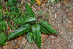 Vincetoxicum insulicola
