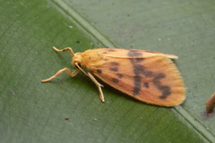 Miltochrista arcuata