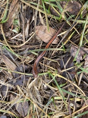 Plethodon ventralis