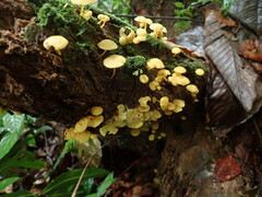 Tricholomopsis aurea