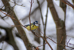 Cyanistes caeruleus