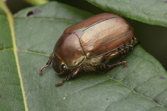 Anomala obsoleta