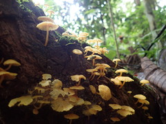 Tricholomopsis aurea