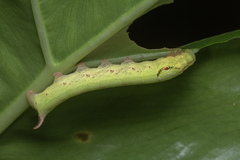 Eupanacra elegantulus