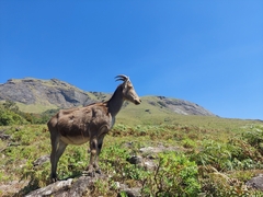Nilgiritragus hylocrius