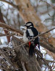 Dendrocopos major