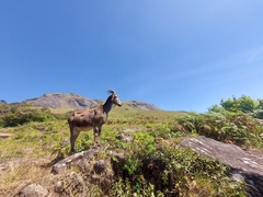 Nilgiritragus hylocrius