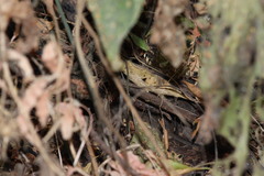 Sigmodon mascotensis