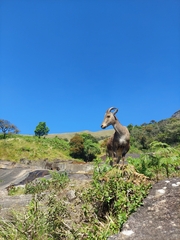 Nilgiritragus hylocrius