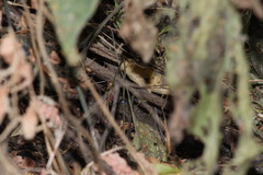 Sigmodon mascotensis