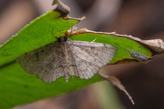 Protonoceras
