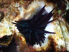Echinoidea