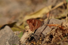 Pindis squamistriga