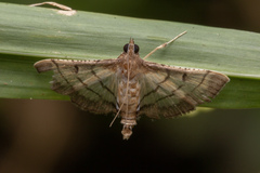 Marasmia