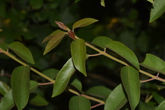 Aristotelia chilensis