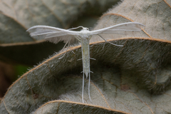 Pterophorus lacteipennis