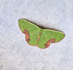 Comibaena integranota