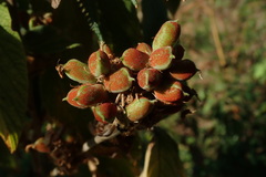 Flemingia grahamiana