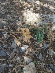 Bupleurum rotundifolium