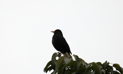 Turdus mandarinus