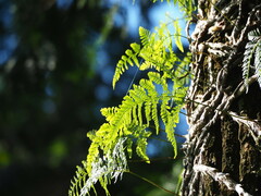 Davallia griffithiana