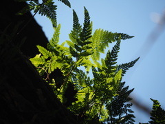 Davallia griffithiana