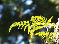 Davallia griffithiana