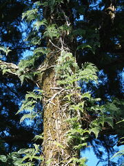 Davallia griffithiana