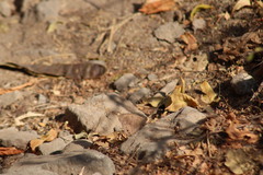 Pindis squamistriga