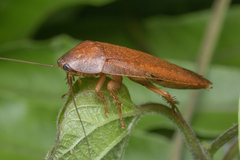 Epilamprinae