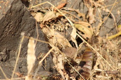 Pindis squamistriga
