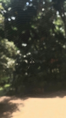 Gasteracantha sacerdotalis