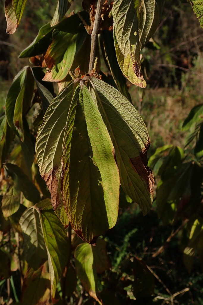 Flemingia grahamiana (Flemingia grahamiana)