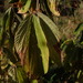 Flemingia grahamiana - Photo ללא זכויות יוצרים, הועלה על ידי Andrew Deacon