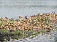 Dendrocygna javanica