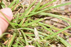 Carex phalaroides