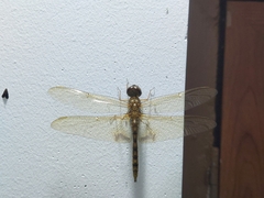 Hydrobasileus croceus