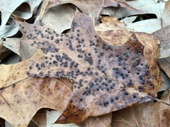 Callirhytis bipapillata