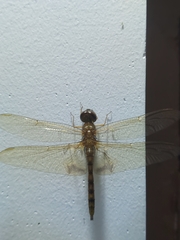 Hydrobasileus croceus