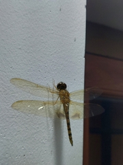 Hydrobasileus croceus