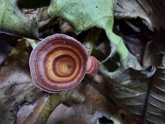 Microporus xanthopus