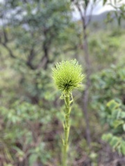 Paepalanthus
