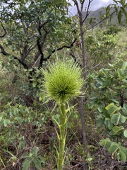 Paepalanthus