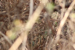 Pheucticus melanocephalus