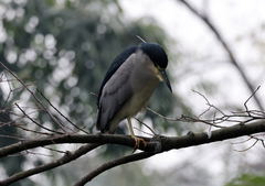Nycticorax nycticorax