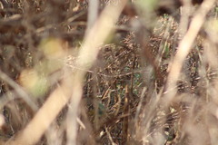 Pheucticus melanocephalus