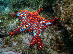 Pentaceraster cumingi