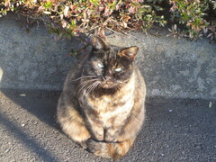 Felis catus